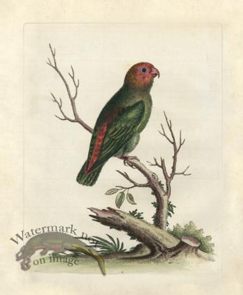 Edwards Parrot 15.jpg